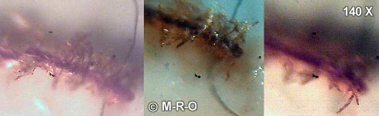 morgellons worm caterpillar gmo