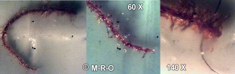 morgellons worm caterpillar