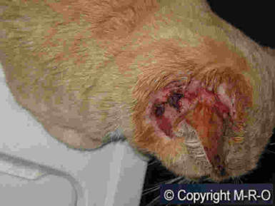 morgellons-katze-infiziert